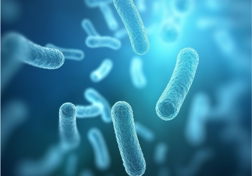 Pre & Pro Biotic